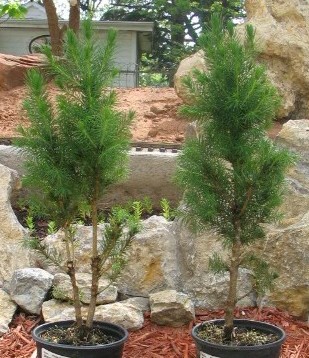 Two dwarf Alberta spruce - trimmed